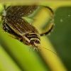 Potapnik ryhovany - Acilius sulcatus - Lesser diving beetle 7196